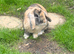 Beautiful female lop