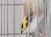 serbian x European goldfinch