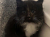 Black & white long haired female kitten