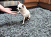 Tiny chihuahua boy
