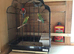 Complete budgie set-up, 6 birds plus cages and more