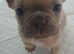 6 frenchies