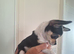 4 months chihuahua girl