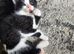 Tabby kittens