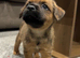 2 girls looking for their forever homes