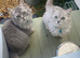 STUNNING PLATINUM MINK RAGDOLL KITTENS