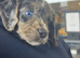 Beautiful Working Cocker Spaniel Puppy Looking for His Forever Home 9 weeks old