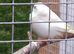 Pair of zebra finches & 3 babies