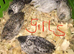 SEXED QUAILS/CHINESE PAINTED BUTTONS!