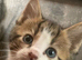 Beautiful Kittens