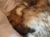 Maine Coon Babies