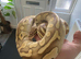 Pastel lesser BP