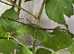 Lonchodes robertongi stick insect males