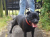 Staffordshire Bull Terrier Champion Lined