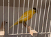x4 Persian canary’s males available