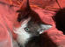 Kittens / cats