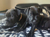 Beautiful Patterdale Puppies
