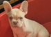 Stunning French Bulldog pups.
