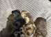 F1b toy cockapoo boy and girls