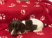 Only 1 rare piebald mini dachshund boy left.