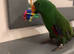 Male Eclectus (please read description)