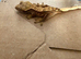 Baby crested geckos