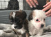 4 gorgeous mini shih tzu x jack russel