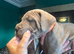 Last pup - male cane corso 10 weeks old