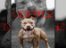ABKC AMERICAN BULLY POCKET CLASS PUPPIES