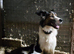 Working Border Collie Pups