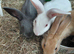 Baby Rabbits Ready for Their Forever Homes