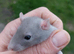 Standard Rats