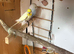 Lovely male budgies for sale