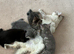 Mollys half ragdoll kittens