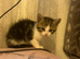 5 kittens ready for their new home