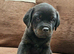 Cane corso x rottwieller pup