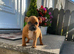 Staffordshire bull terrier pups