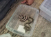 Stunning baby boas