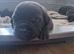 Bullador puppies