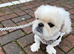 Top quality white male Pekingese