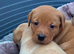 KC Labrador Retriever puppies