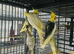 Baby Cockatiel parrot