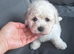 Beautiful Bichon Frise Puppies – Boys & Girl Ready Now