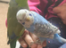 Baby male budgie semi tame