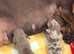 Mini dachshund