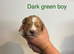 Cockapoo puppies