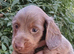 Miniature dachshunds health clear