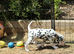 Litter of pure dalmatian puppies