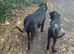 PRESA CANARIO pup for sale