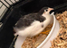 Button quails